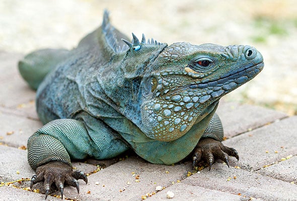 CON Blue Iguana 3