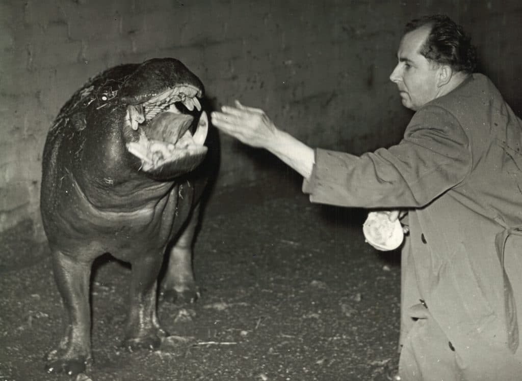 Ken Smith feeding Percy the pygmy hippopotamus at Paignton Zoo.