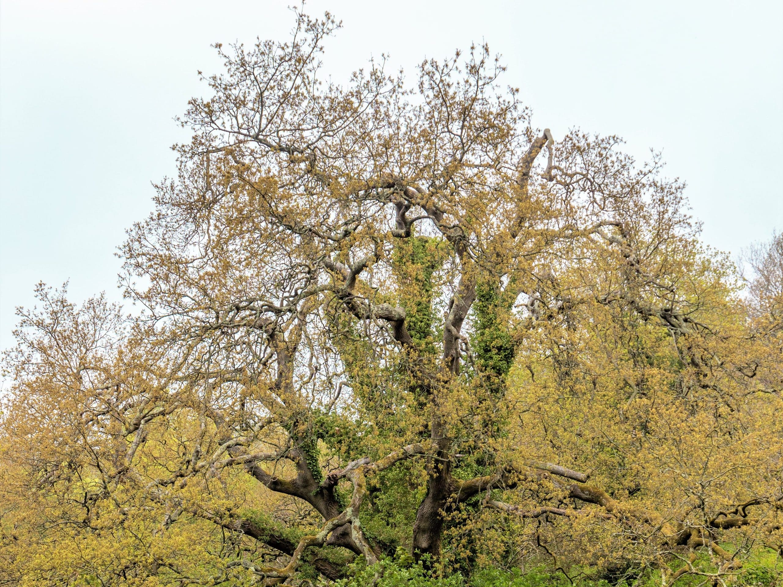 The Lucombe oak tree in Primley Park, Paignton is 230 years old
