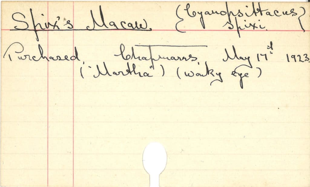 Paignton Zoo founder Herbert Whitley's handwritten notecard with details of Sphix's macaw for record keeping and studbook dated May 17th 1923