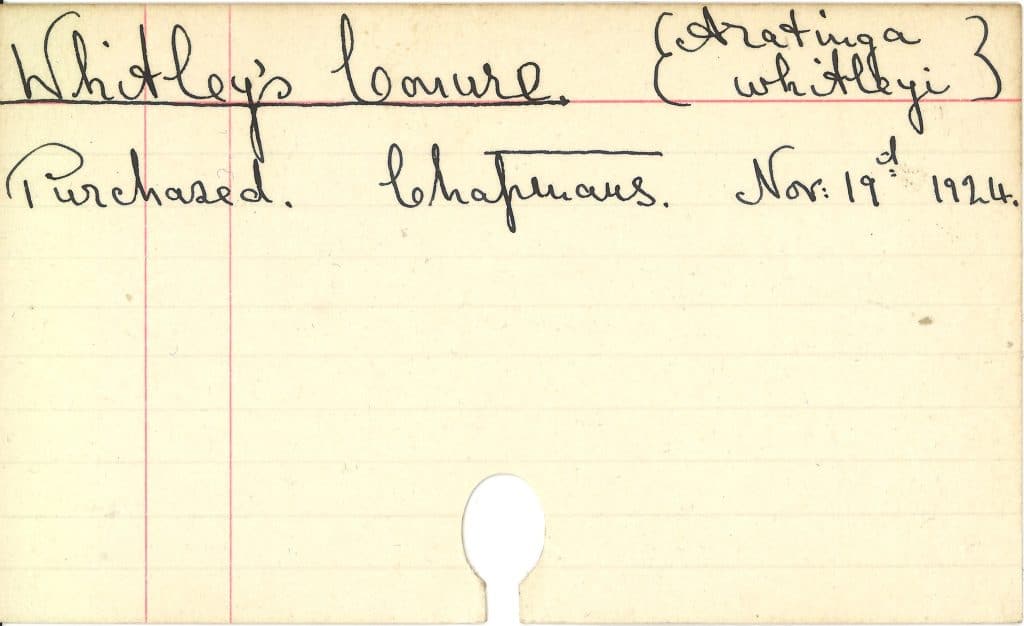Paignton Zoo founder Herbert Whitley's handwritten notecard with details of Whitley's conure for record keeping and studbook dated November 19th 1924
