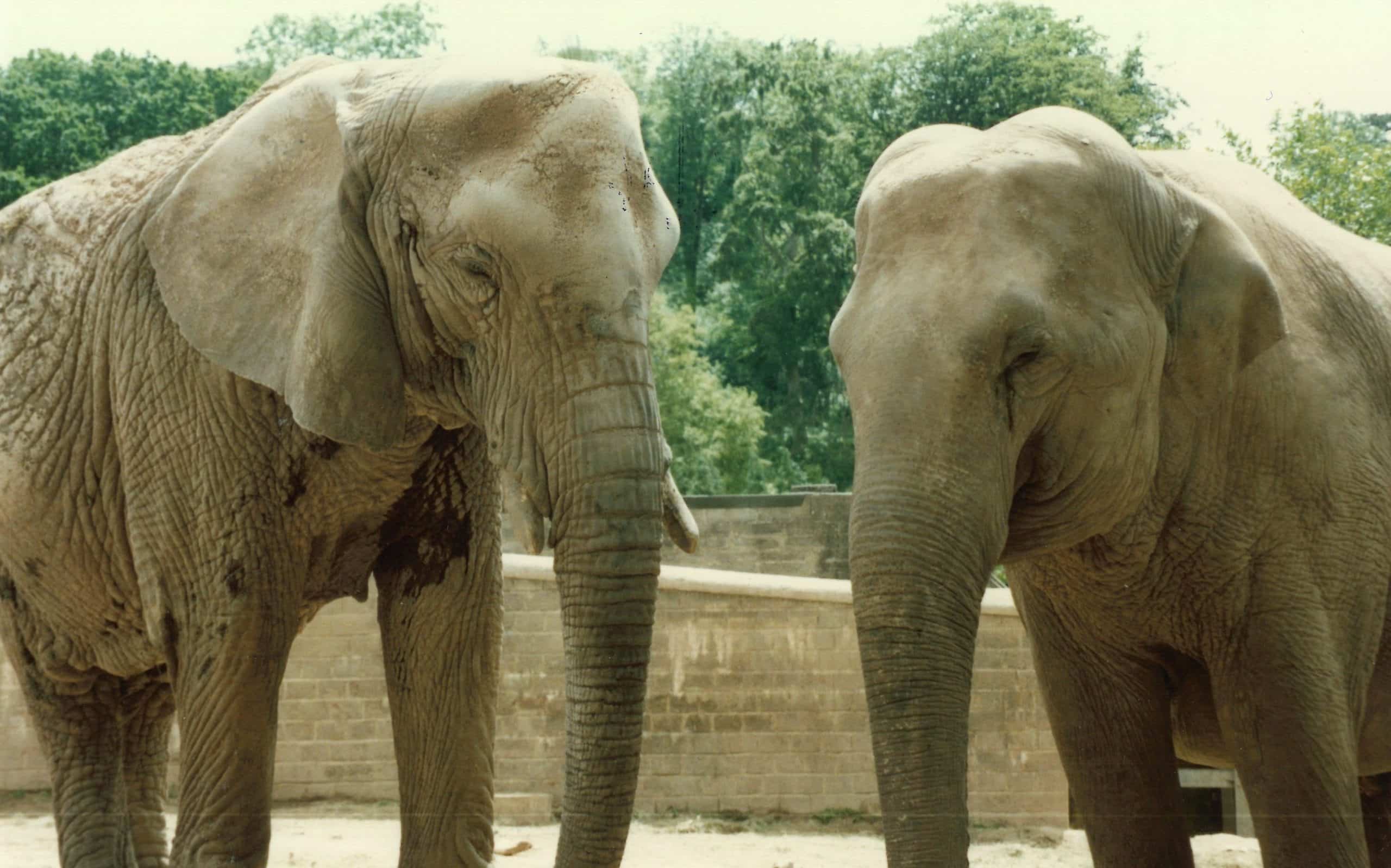 elephants edited scaled