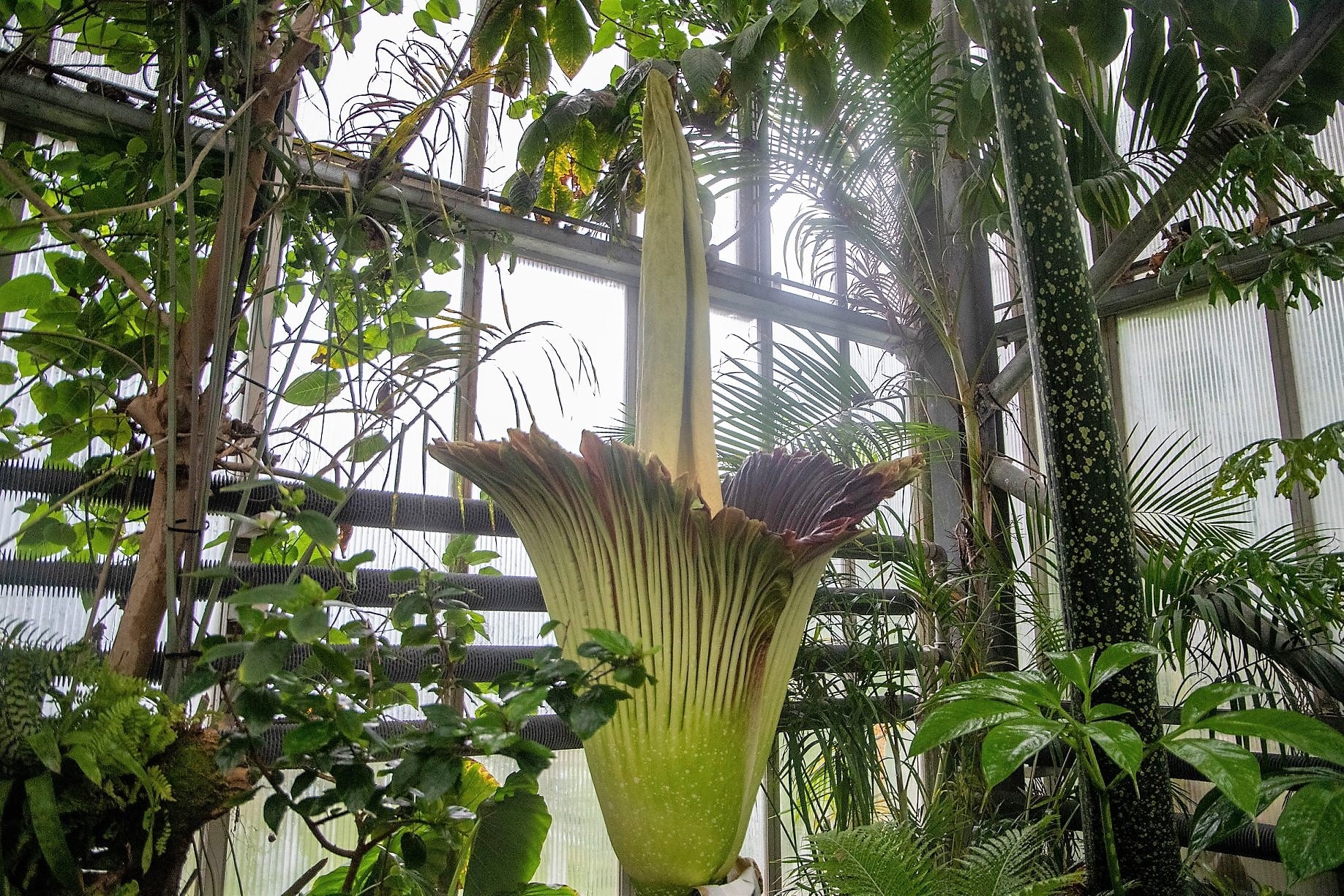 The titan arum is also known as the corpse flower due to its potent stench.