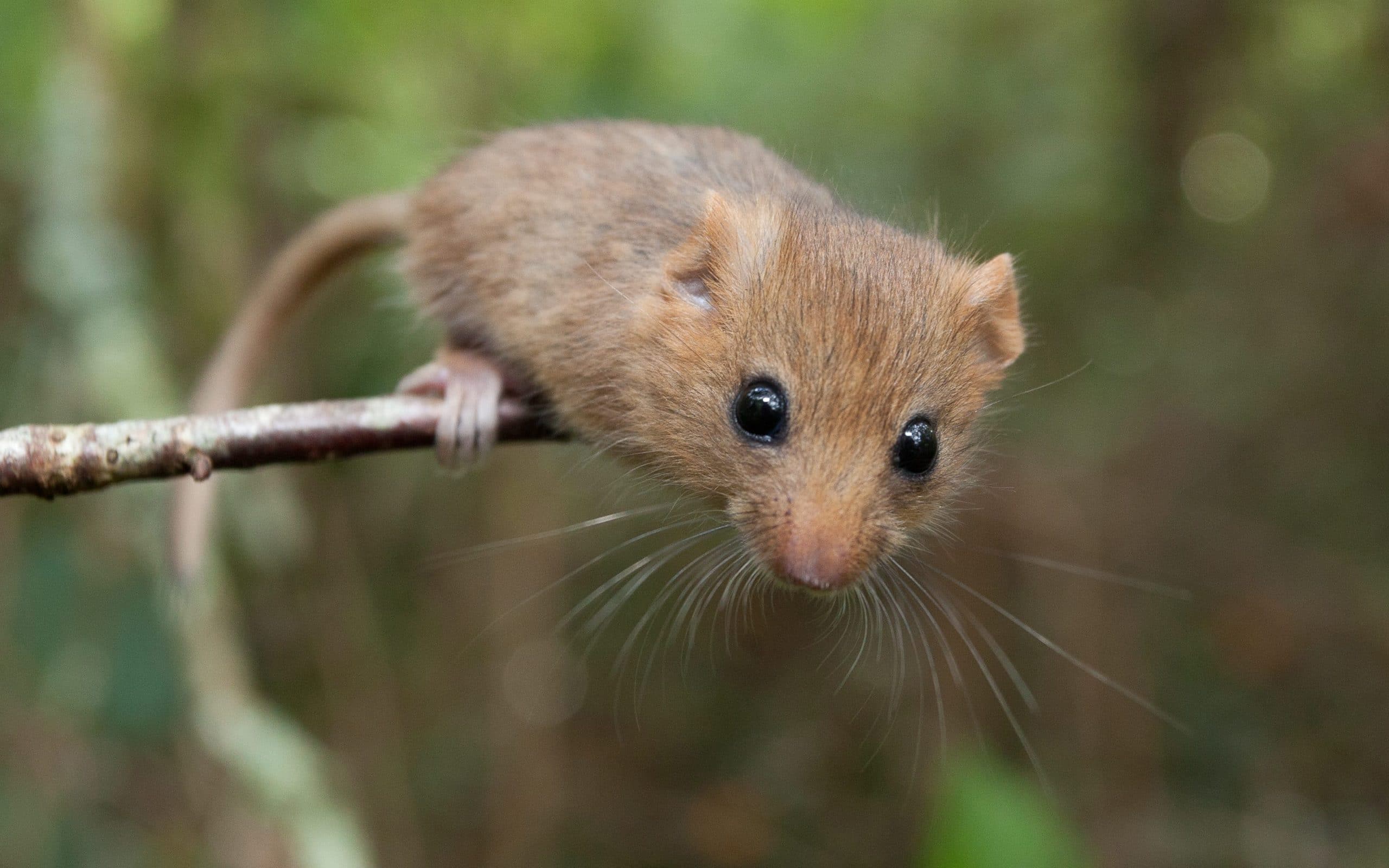 Hazel dormouse on a branch close up. Credit Clare Pengelly edited scaled