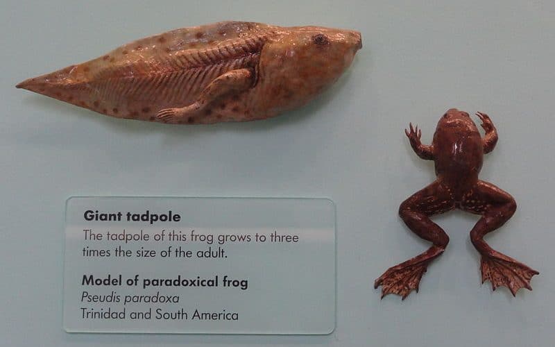 NHM London Paradoxical frog Pseudis paradoxa model edited