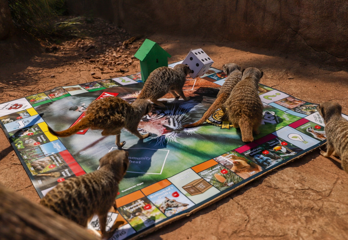 New Paignton Zoo Monopoly has a hidden meaning