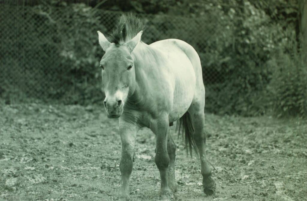 Przewalskis Horse 1 1