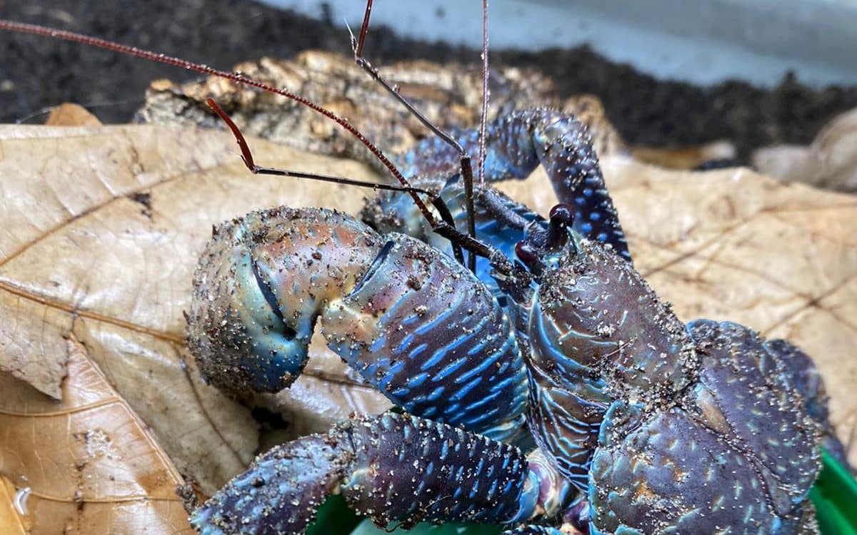 coconut crab birgus edited