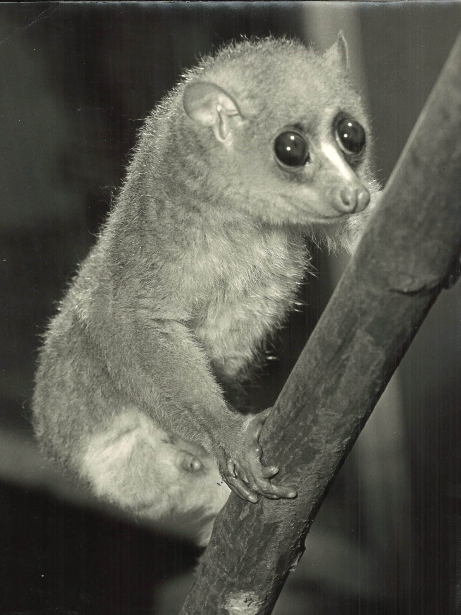 golden potto 1950s edited 1 scaled