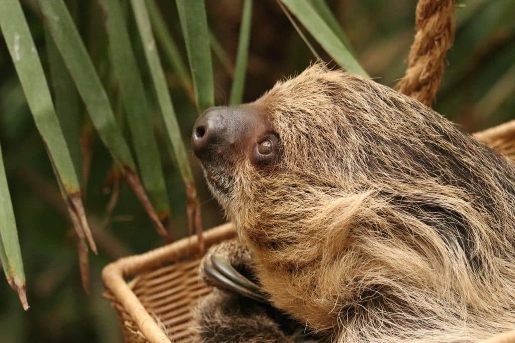 Mo sloth 1