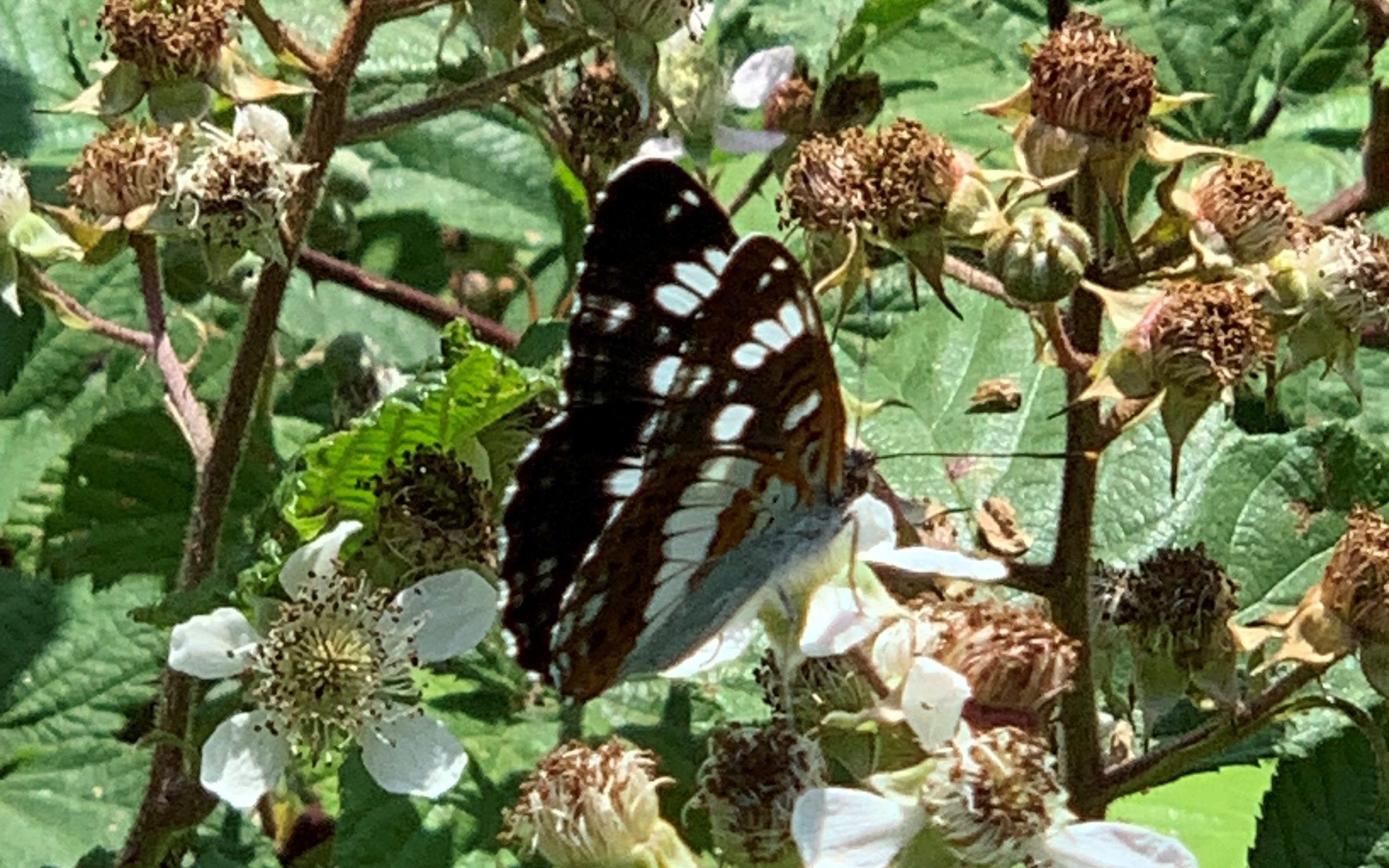 White admiral butterfly at Clennon Gorge credit Richard Billington edited scaled
