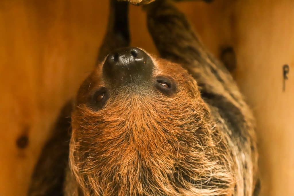 Love Is In The Air For Mo The Sloth At Paignton Zoo • Paignton Zoo