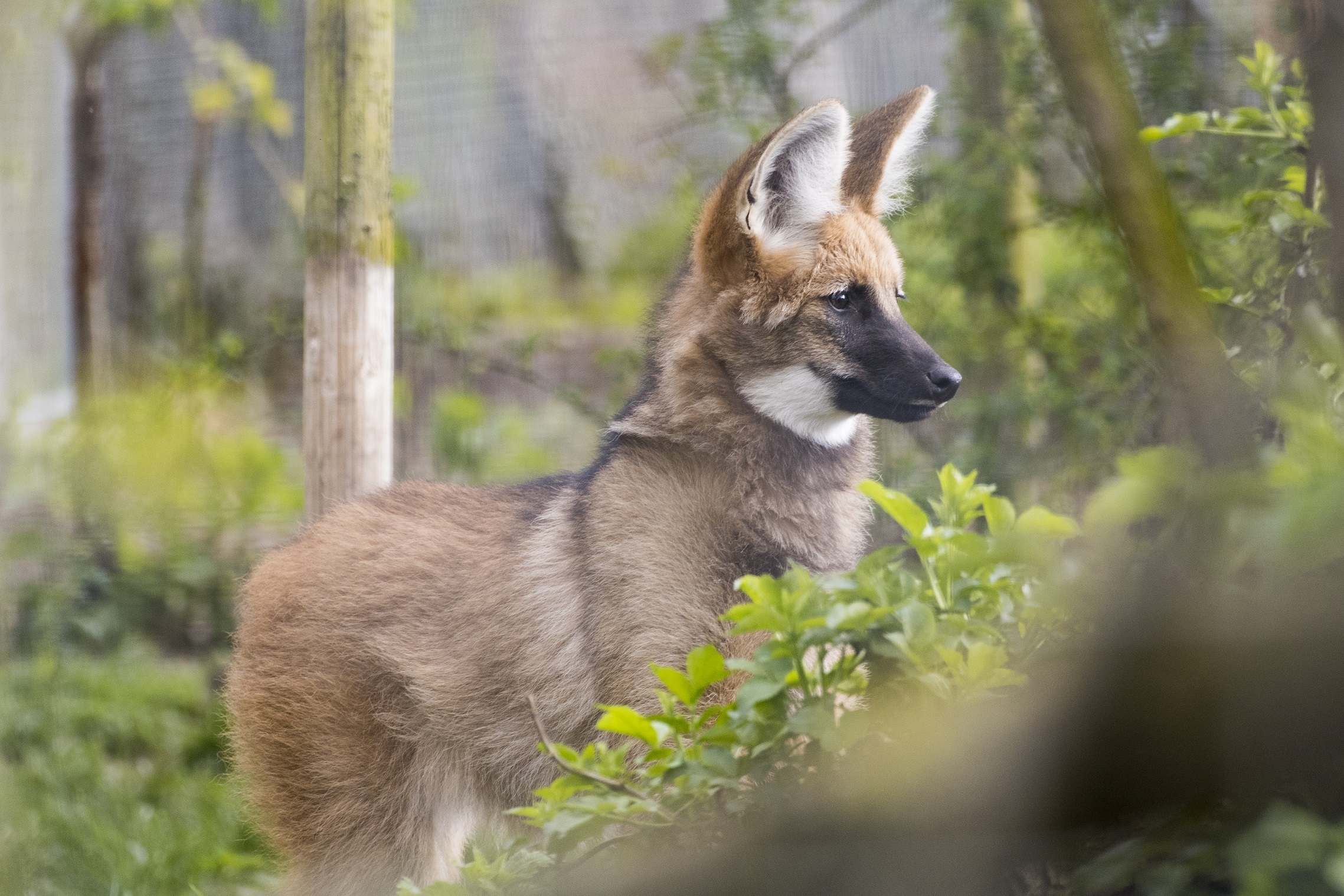 New female maned wolf Lua