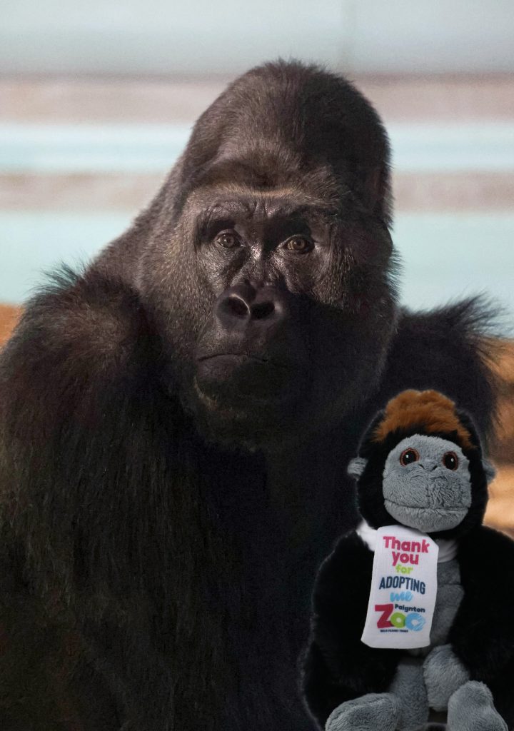 Gorilla Toy with Gorilla copy