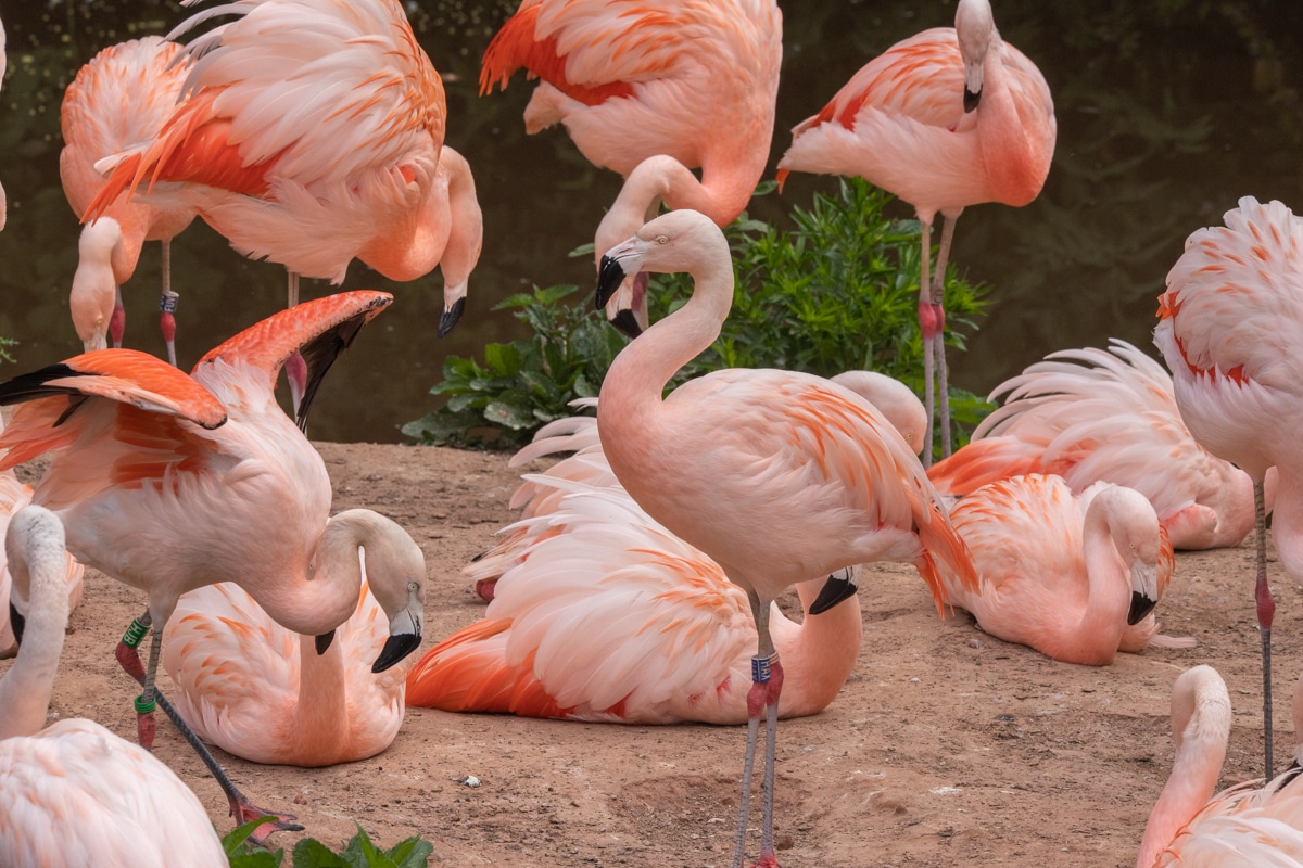 Name a flamingo at Paignton Zoo for Valentine’s Day