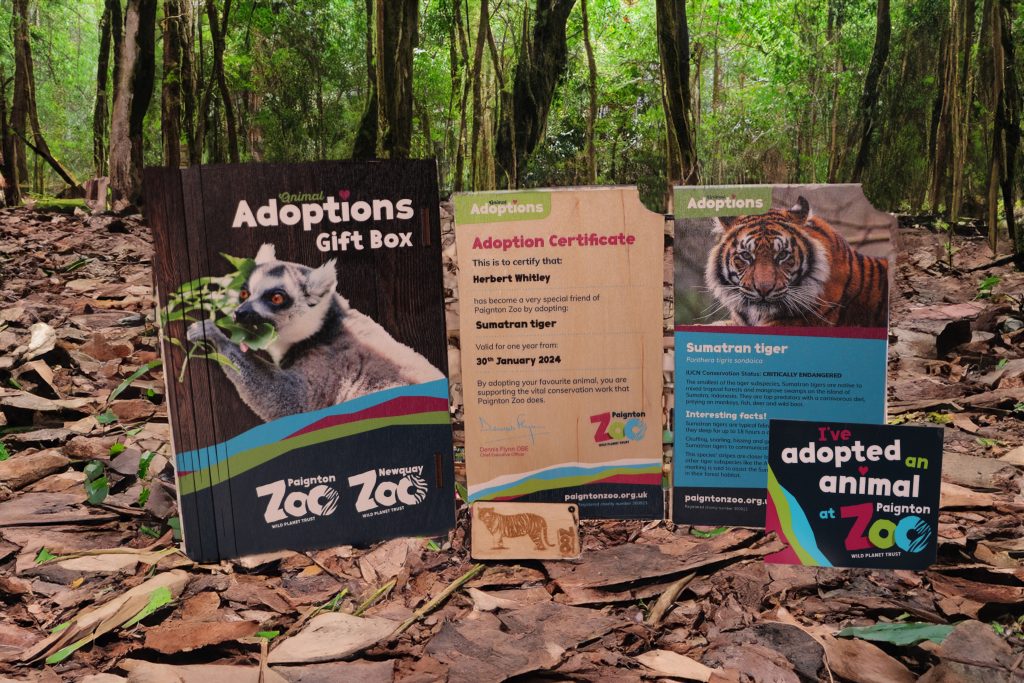 Tiger Gold Adult Adoption Pack • Paignton Zoo