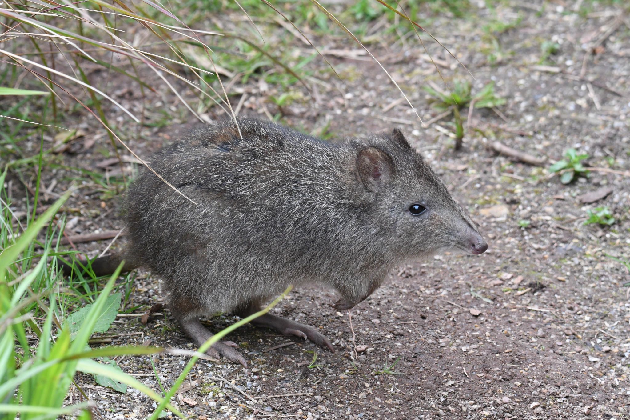 240802 PZ Long Nosed Potoroo Chris Rocky 1