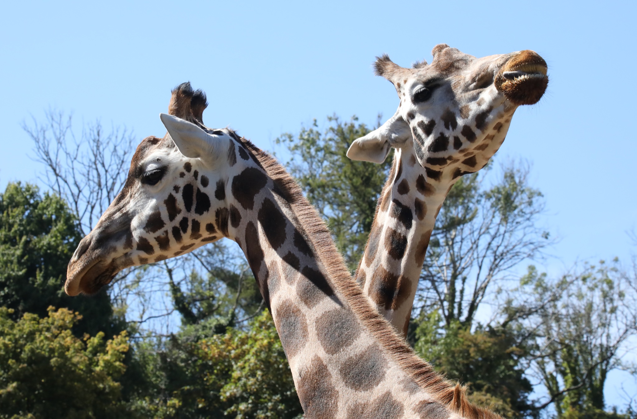 2 giraffes
