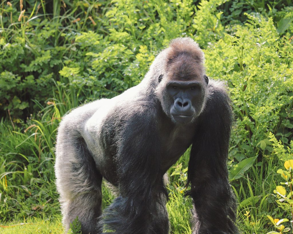 240423 PZ Western Lowland Gorilla LR BC 04