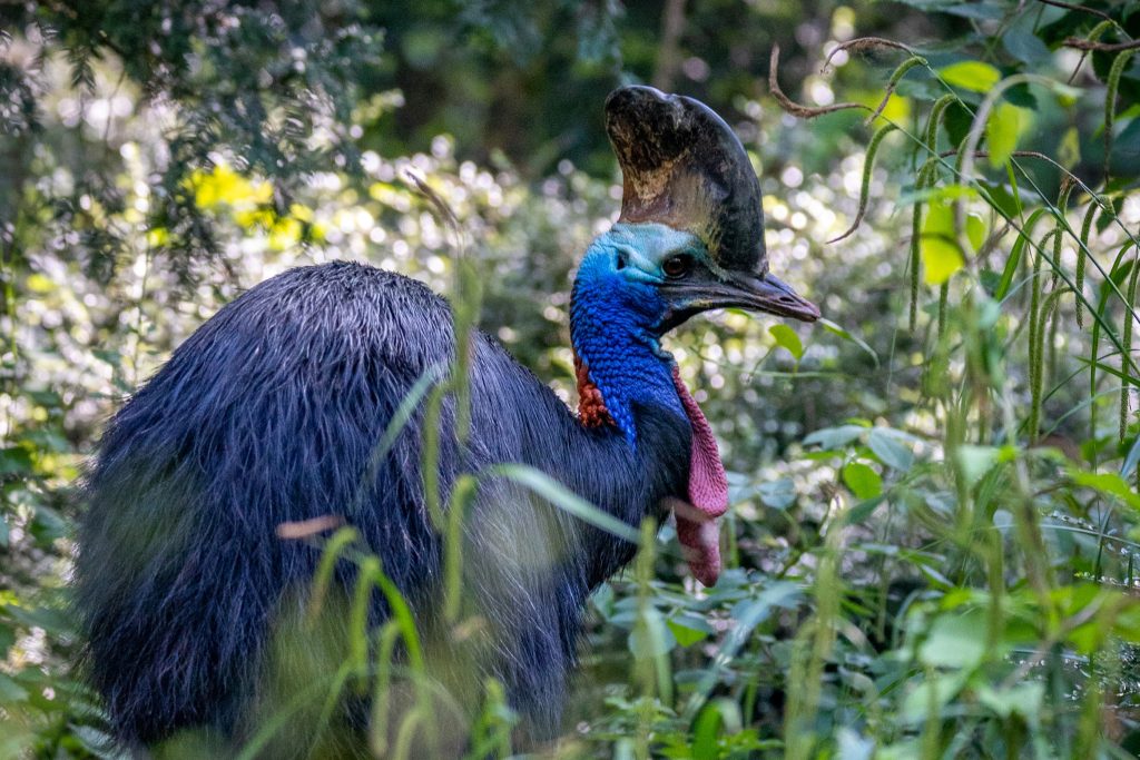 PZ Cassowary Twiggy 05 23 HR 10