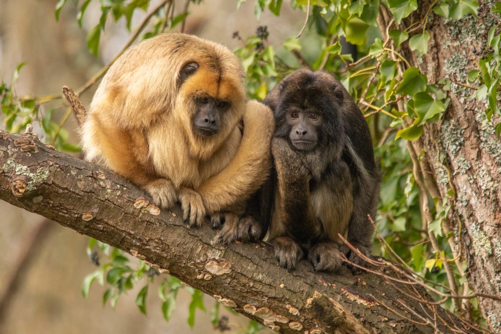 PZ Howler Monkeys 02 22 HR 2