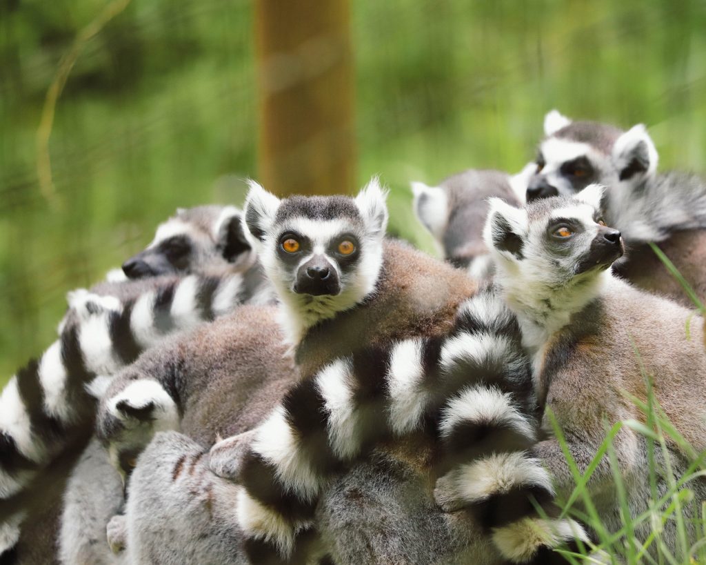 240424 PZ Ring Tailed Lemur LR BC 01