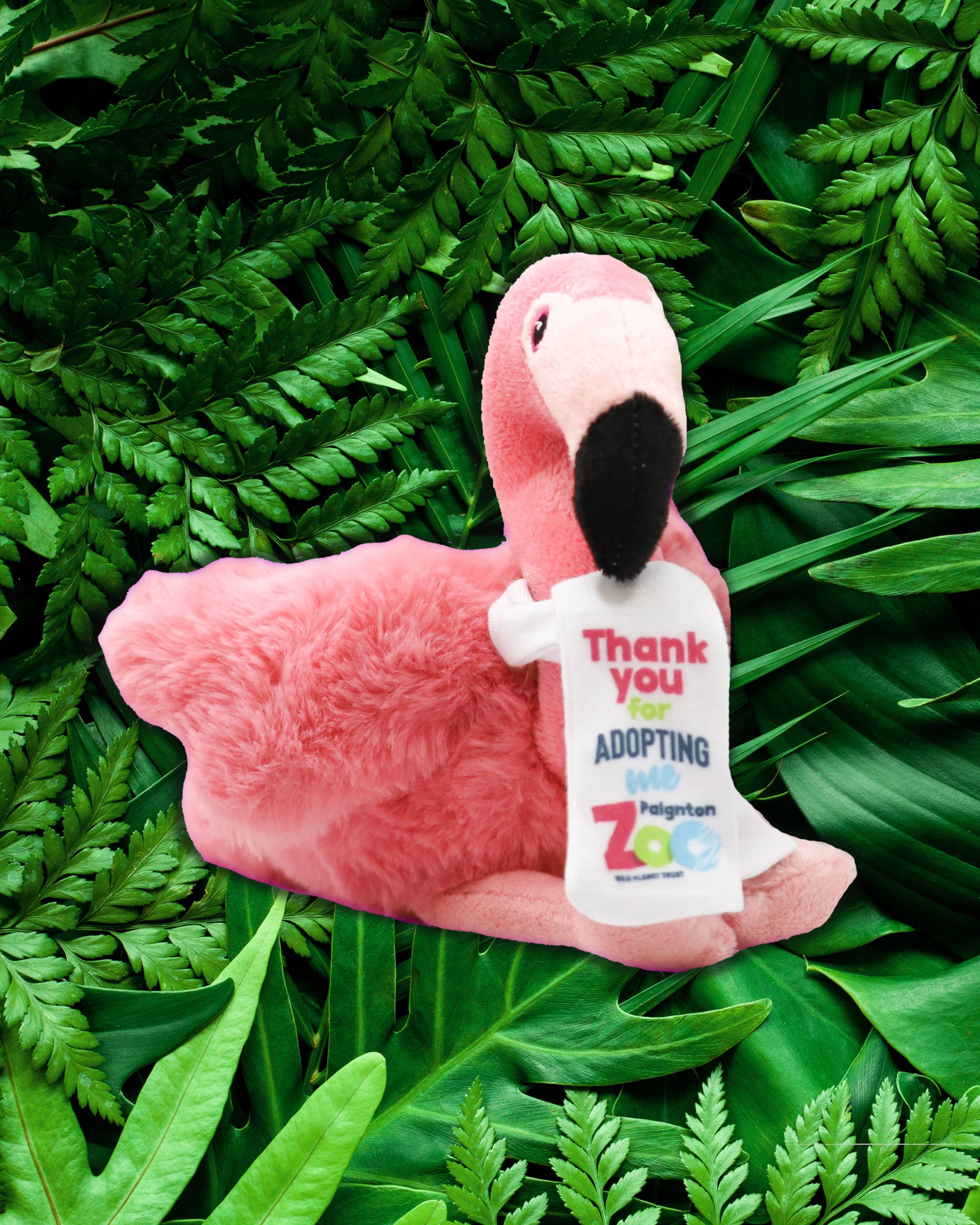 Flamingo Silver Child Adoption Pack • Paignton Zoo