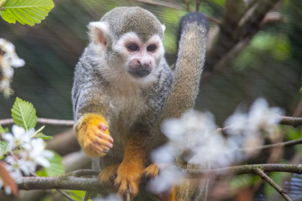 PZ Squirrel Monkey 04 22 LR 3