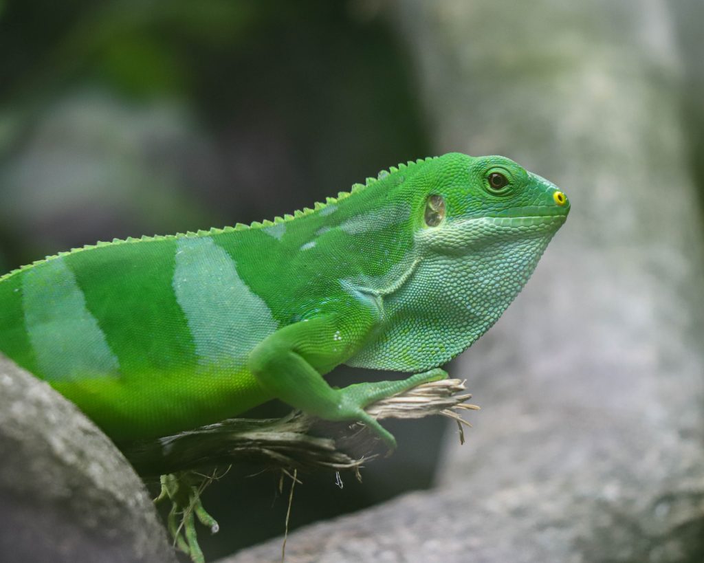 240822 PZ Lesser Antillean Iguana BC HR 2