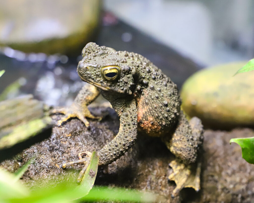 250307 PZ Asian Giant Toad BC HR 1